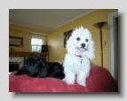 Jackson and Pinocho