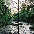 Forested