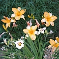 Lilies