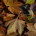 _DSC72070266